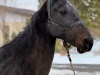 母马, Akhal-Teke — 照片 4