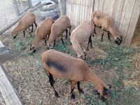 نعجة, Cameroon sheep — الصورة 3