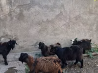 Billy Goat, Goats — photo 5