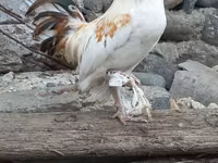 Chickens — photo 2