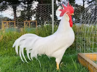 Chickens — photo 1