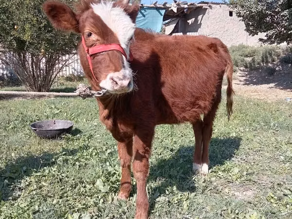 Ovejas (lote, sexo no especificado), Ovejas