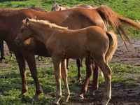 Horse (M), Rocky Mountain Horse — photo 4