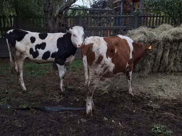 بقرة, Russian Black pied cattle