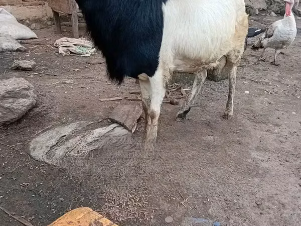 Ram, Sheep