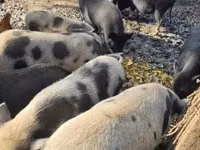 Pigs (batch, sex not specified), Pigs — photo 1