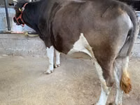 Kuh, Holstein-Rasse — Foto 2