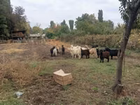 Cabra, Alpine goat — foto 3