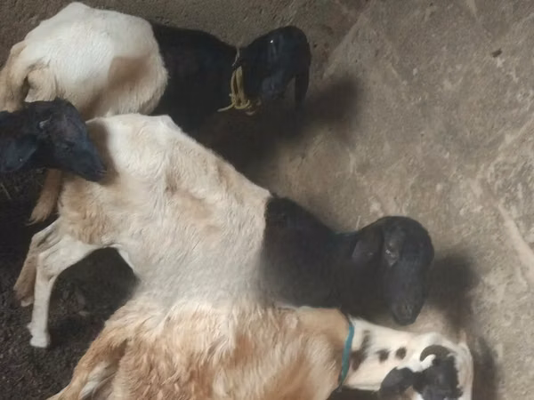 Sheep (batch, sex not specified), Sheep