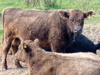 Bull, Russian Black pied cattle — photo 5