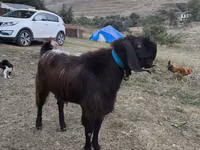बकरा, बकरियाँ — फ़ोटो 5