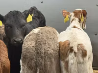 Cattle (batch, sex not specified), Simmental cattle — photo 4