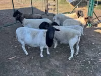 Schaf, Dorper sheep — Foto 5