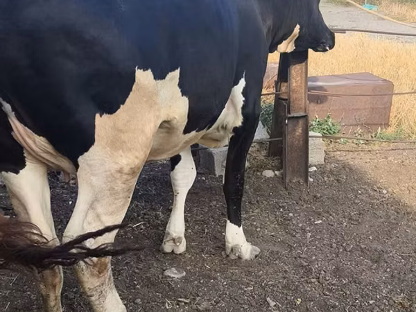 गाय, Russian Black pied cattle