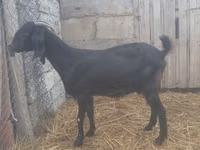 Goat, Damask goat — photo 2