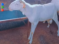 Carnero, Touabire sheep — foto 2
