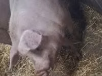 Boar — photo 2