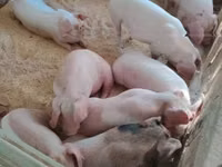 Schweine (Partie, Geschlecht nicht angegeben), Schweine — Foto 5