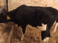 Bull, Cattle — photo 3