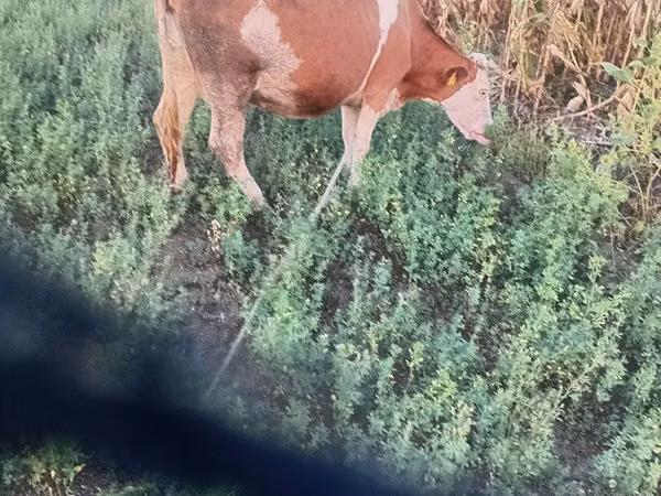 Kuh, Simmental cattle