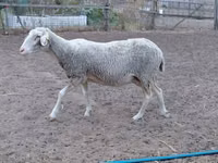 Sheep, Lacaune sheep — photo 3