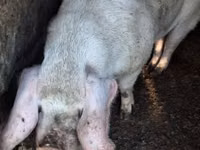 Schweine (Partie, Geschlecht nicht angegeben) — Foto 2
