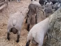Ram, White Suffolk sheep — photo 1
