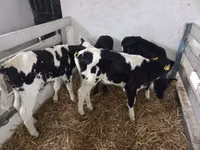 गाय, Russian Black pied cattle — फ़ोटो 1