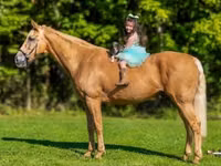 घोड़ा, Palomino — फ़ोटो 3