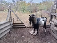 Billy Goat, Goats — photo 1