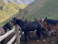 Horse (M), Russian Don — photo 3