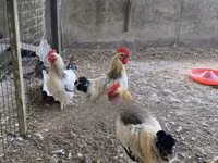 Shamo chickens — photo 4