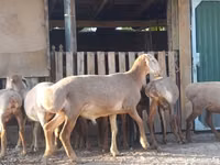 Schaf, Arashan sheep — Foto 1