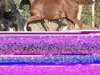 حصان, Dutch warmblood horse — الصورة 3