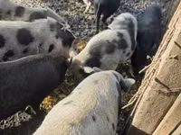Pigs (batch, sex not specified), Pigs — photo 3