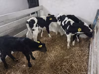 गाय, Russian Black pied cattle — फ़ोटो 3