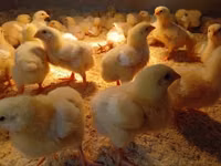 Chickens — الصورة 3