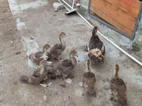 Ducks — Foto 6