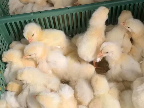 Chickens