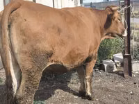 गाय, मवेशी — फ़ोटो 3