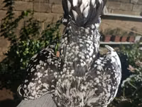 Chickens — Foto 5