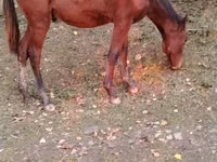 Caballo, Caballos — foto 3