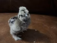 आयम सेमानी — फ़ोटो 8