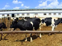 Kuh, Yaroslavl cattle — Foto 3