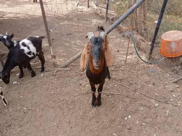 Goat, Goats