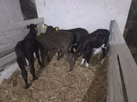 Kuh, Holstein-Rasse — Foto 4