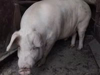 公猪, Pigs — 照片 2