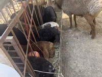 Ram, Sheep — photo 4