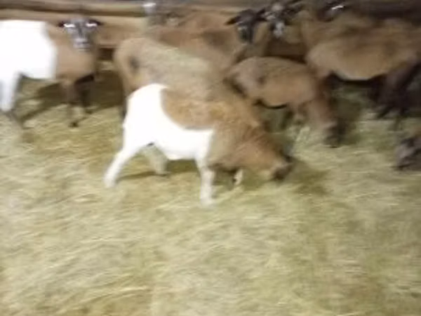 母羊, Sheep