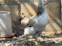 Ameraucana — photo 7